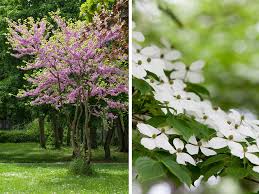 bomen voor kleine tuin