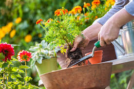 tuinonderhoud prijs per m2