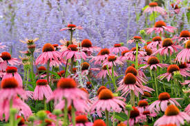 vaste planten tuin